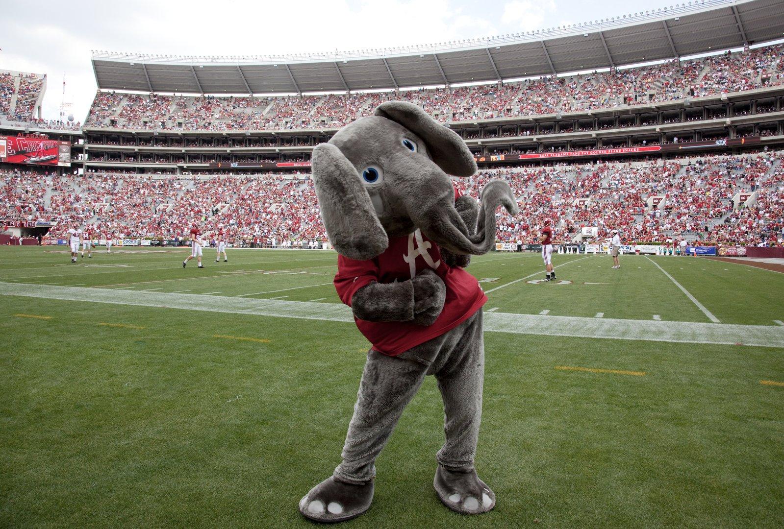 Since the 1930s, Big Al, the Alabama Crimson Tide football team mascot has cheered the team to victory at the University of Alabama, Tuscaloosa, Alabama LCCN2010638393