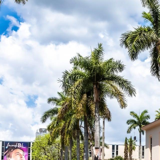 Barry boasts breathtaking beauty and abundant greenery. 🌳 Our lawns are adorned with graceful palm trees and throughout the year, you'll undoubtedly discover ideal spots on campus grounds to sit and study.