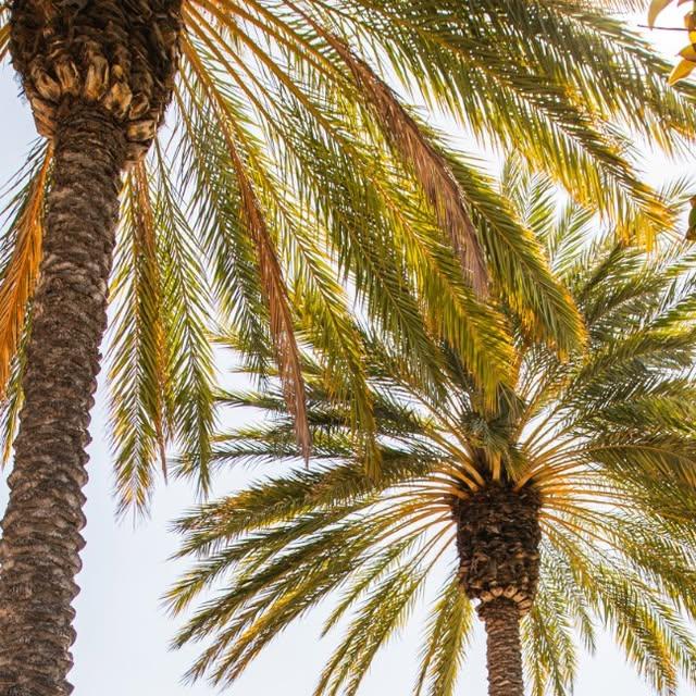 Another semester is winding down here at #ChapmanU. Excellent work, Panthers! Enjoy your winter break 🌴 Campus is going to be much quieter without you all.