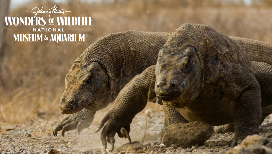 Journey to Komodo Island